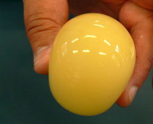 Educating CHildren|Preschool|Kitchen|Science|Bouncing Egg
