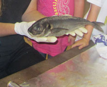 Educating CHildren|Preschool|Water|Dissect a fish
